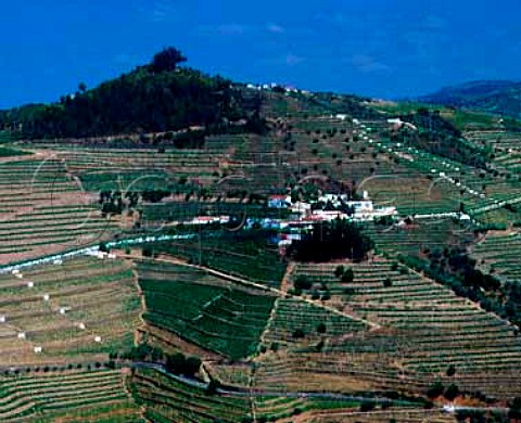 Terraced vineyards of Quinta do Noval Pinho    Portugal   Port  Douro