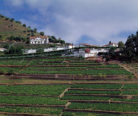 Terraced vineyards of Quinta do Noval Pinho    Portugal   Port  Douro