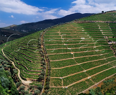 Old style vineyard terraces Socalcos on left and newer ones Patamares on right Delaforce Quinta da Corte Pinho Portugal   Douro  Port