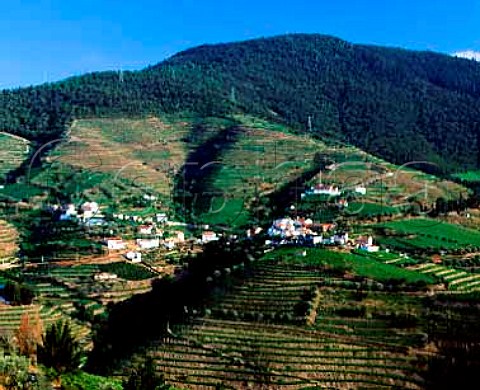 View over the Rio Torto valley to the village   of Sarzedinho near Pinho Portugal   Douro  Port
