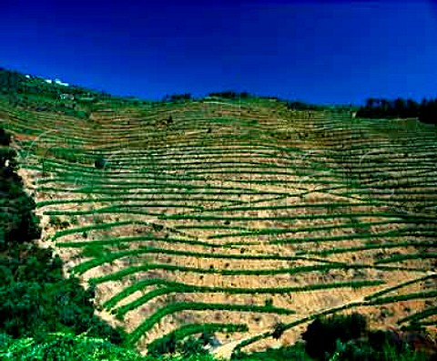 Terraced vineyards on Quinta Lamelas of Quinta de la   Rosa Pinho Portugal    Douro  Port