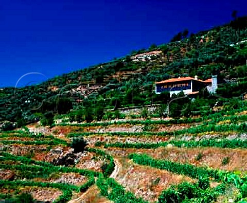 Terraced vineyards below Quinta Lamelas of Quinta de   la Rosa Pinho Portugal   Douro  Port