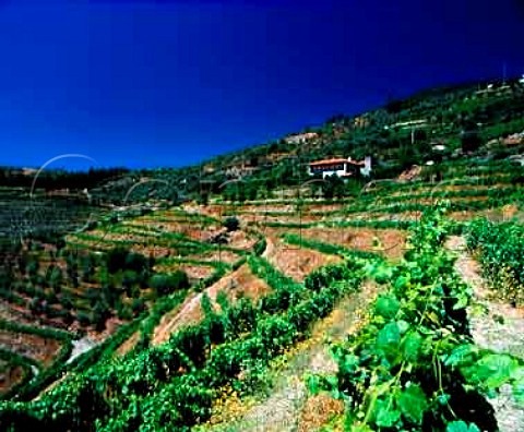 Terraced vineyards on Quinta Lamelas of Quinta de la   Rosa Pinho Portugal   Douro  Port