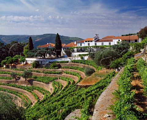 Terraced vineyards below Quinta do Noval Pinho   Portugal    Douro  Port