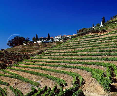 Terraced vineyards of Quinta do Noval Pinho   Portugal    Douro  Port
