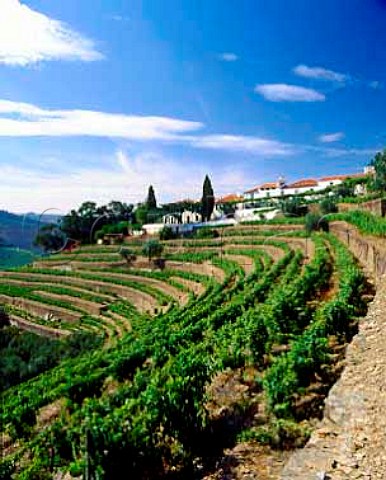Terraced vineyards at Quinta do Noval Pinho   Portugal   Douro  Port
