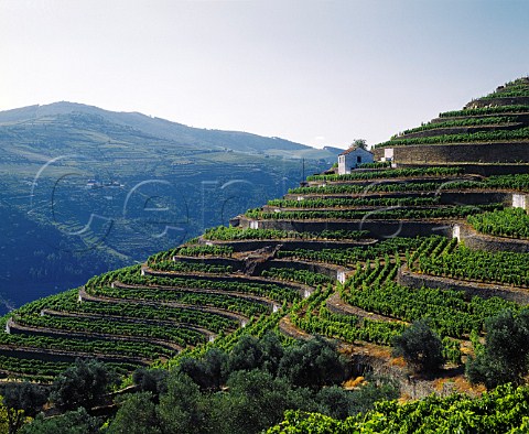 Wide vineyard terraces at Quinta do Noval Pinho   Portugal    Douro  Port