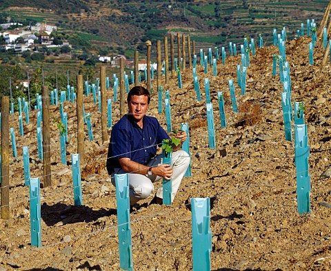David Guimaraens examining Tinta Co vines in a newlyreplanted northfacing section of Taylors Quinta da Terra Feita Pinho Portugal Port  Douro