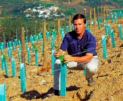 David Guimaraens examining Tinta Cao vines   in a newlyreplanted northfacing section of   Taylors Quinta da Terra Feita Pinho Portugal     Port