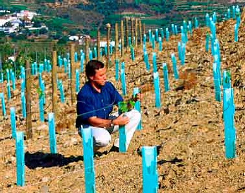 David Guimaraens examining Tinta Co vines   in a newlyreplanted northfacing section of Taylors   Quinta da Terra Feita Pinho Portugal   Port    Douro