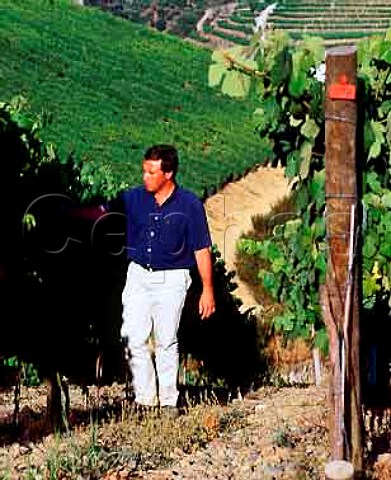 David Guimaraens examining Touriga Naional vines on   Taylors Quinta da Terra Feita Pinho Portugal     Port  Douro