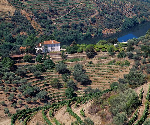 Grahams Quinta dos Malvedos above the Douro River near its confluence with the Rio Tua to the east of Pinho Portugal   Port