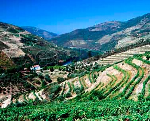 Terraced vineyards of Grahams Quinta dos Malvedos   above the Douro River near its confluence with the   Rio Tua to the east of Pinho Portugal   Port