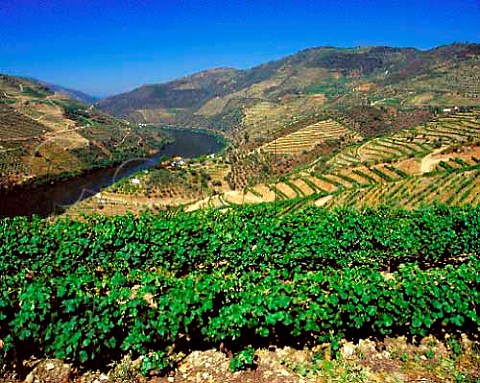Vineyards of Grahams Quinta dos Malvedos above the   Douro River near its confluence with the Rio Tua to   the east of Pinho Portugal   Port