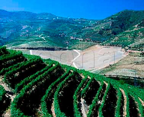 View over terraced vineyards of Grahams Quinta dos Malvedos across the Douro to a replanted section of Real Companhia Velhas Quinta dos Ciprestes Near the confluence of the Douro and Tua rivers to the east of Pinho Portugal    Port  Douro