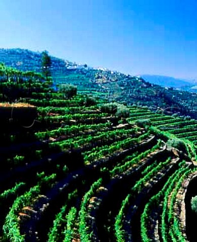 Terraced vineyards of Quinta do Noval with the   village of Casal de Loivos beyond near Pinho   Portugal    Port  Douro