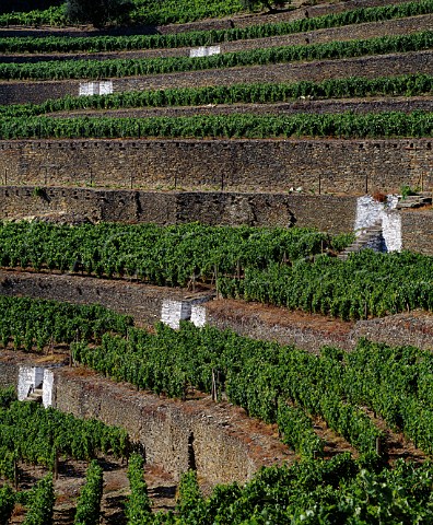 Terraced vineyard of Quinta do Noval Pinho   Portugal    Port  Douro