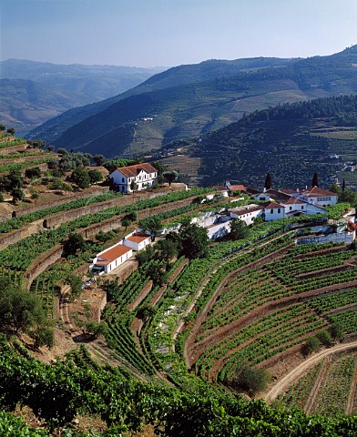 Terraces at Quinta do Noval with parcels of the   ungrafted Naional vineyard to the left of and below   the upper building    Pinhao Portugal   Port