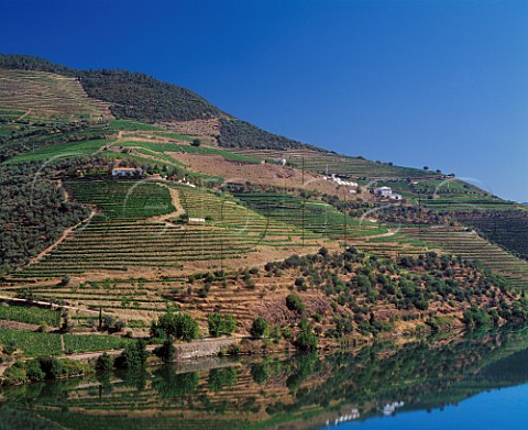 Quinta do Porto of Ferreira above the Douro River near Pinho Portugal   Port
