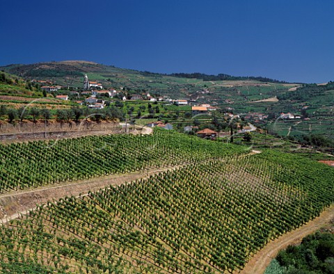 Vineyards of Quinta do Cotto at Cidadelhe   near Meso Frio Portugal  Douro  Port