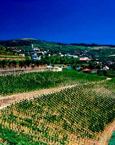 Vineyards of Quinta do Cotto at Cidadelhe   near Mesao Frio Portugal  Douro  Port