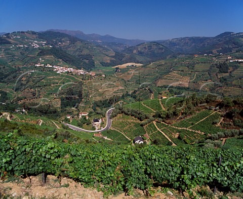 View from vineyards of Quinta de Gaivosa owned by Domingos Alves e Sousa   Santa Marta de Penaguiao Portugal    Douro