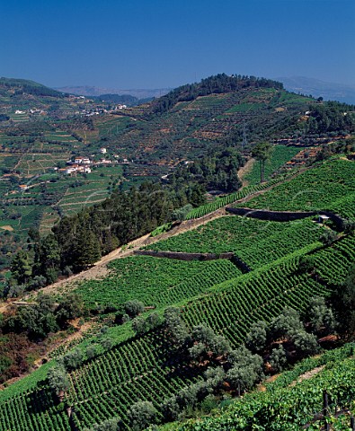 Vineyards of Quinta de Gaivosa owned by Domingos Alves e Sousa Near Santa Marta de Penaguiao Portugal    Douro