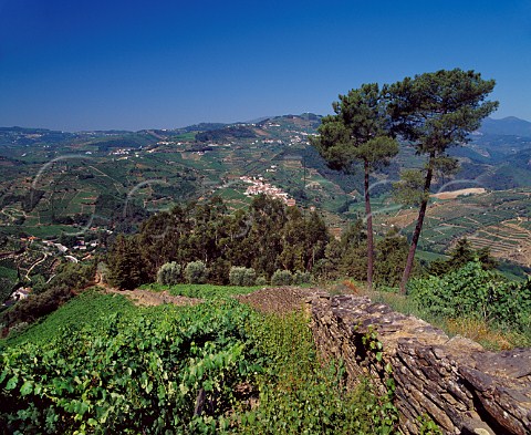 Vineyard of Quinta de Gaivosa owned by Domingos Alves e Sousa Near Santa Marta de Penaguiao Portugal Douro