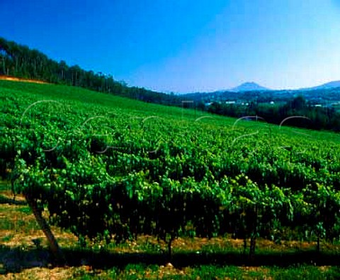 Albario vineyard of Lagar de Fornelos  Fornelos Galicia Spain   Ras Baixas