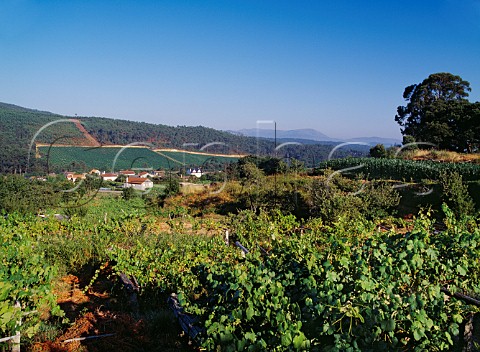 Vines trained on pergolas with the Albario vineyard of Lagar de Fornelos in distance Fornelos Galicia Spain  Ras Baixas