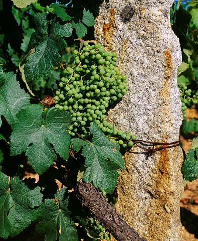 Immature grapes and granite post in vineyard Conceilo de Toen near Fa Galicia Spain DO Ribeiro