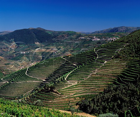 Terraced vineyards of Quinta de la Rosa below those   of Clems Quinta da Foz in the Douro Valley  near Pinho Portugal   Douro  Port