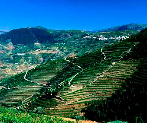 Vineyards of Quinta de la Rosa lower half  and Clems Quinta da Foz above the Douro   near Pinho Portugal   Douro  Port