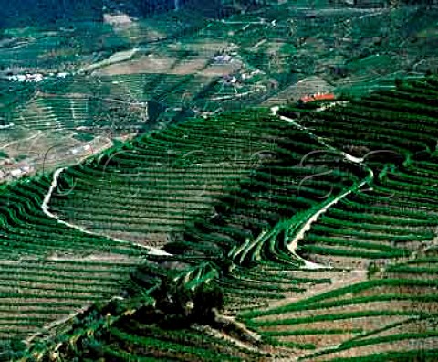 Vineyards of Quinta de la Rosa lower third  and Clems Quinta da Foz above the Douro   near Pinho Portugal   Douro  Port