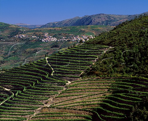 Vineyards of Clems Quinta da Foz above the Douro   near Pinho Portugal   Douro  Port