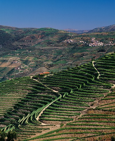 Vineyards of Clem Quinta da Foz above the Douro River near Pinho Portugal   Douro  Port