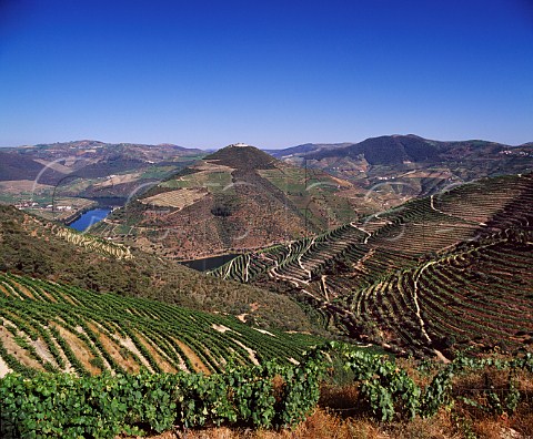 Vineyards of Quinta de la Rosa above the Douro near   Pinho Portugal   Douro  Port