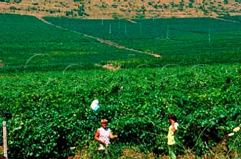 Summer pruning in vineyard of the Lozar   Winery Veles Republic of Macedonia