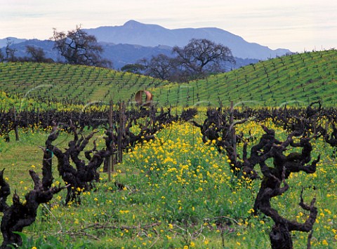 Springtime mustard in old Zinfandel vineyard off Lytton Springs Road with Mount Hood in the distance Sonoma County California   Dry Creek Valley AVA