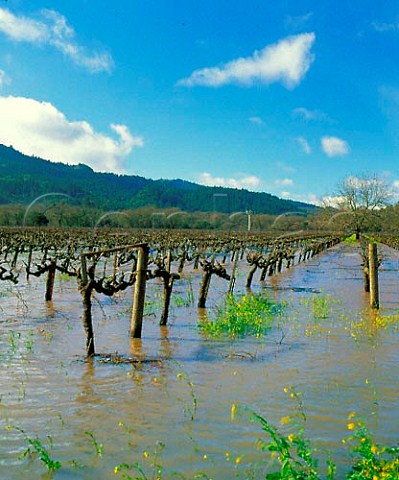 Flooded vineyard by the Napa River at St Helena  Napa Valley California