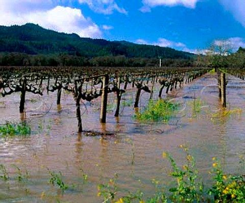 Flooded vineyard by the Napa River at  StHelena Napa Co California