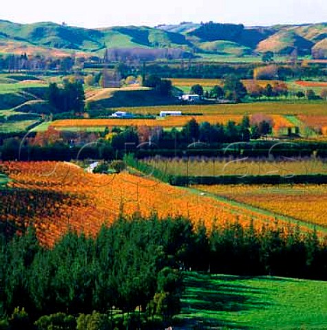 Vineyards in the Dartmoor Valley near Napier   New Zealand    Hawkes Bay