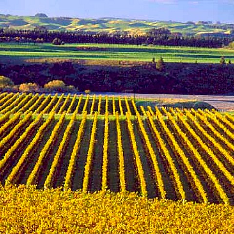 Riverview Vineyard of Morton Estate by the Ngaruroro   River near Hastings New Zealand   Hawkes Bay