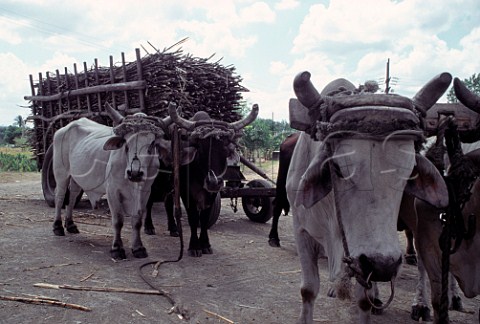 Ox carts with sugar cane await weighing  Havana Province Cuba
