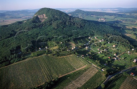 Vineyards around extinct volcano stump   Badacsony Hungary  Badacsony  Lake Balaton