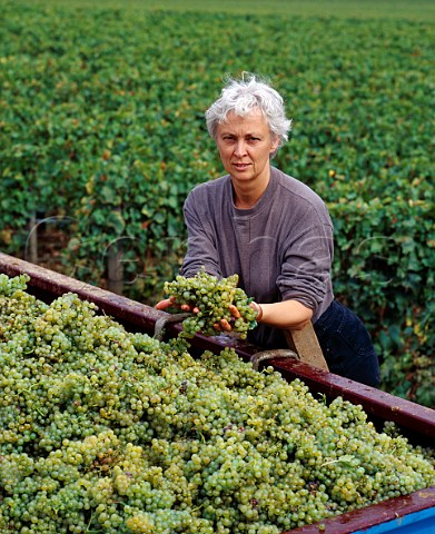 AnneClaude Leflaive died 2015 with Chardonnay grapes from her   Clavoillon vineyard    Domaine Leflaive   PulignyMontrachet Cte dOr France