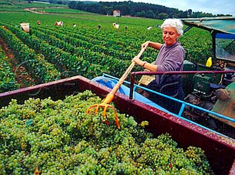 AnneClaude Leflaive with trailer of Chardonnay   grapes from her Clavoillon vineyard      Domaine Leflaive PulignyMontrachet   Cte dOr France