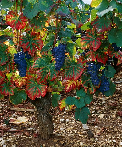 Pinot Noir vine in Richebourg vineyard  VosneRomane Cte dOr France