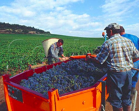 Harvesting Pinot Noir grapes from Les Petits Musigny   vineyard of Comtes Georges de Vog  ChambolleMusigny Cte dOr France
