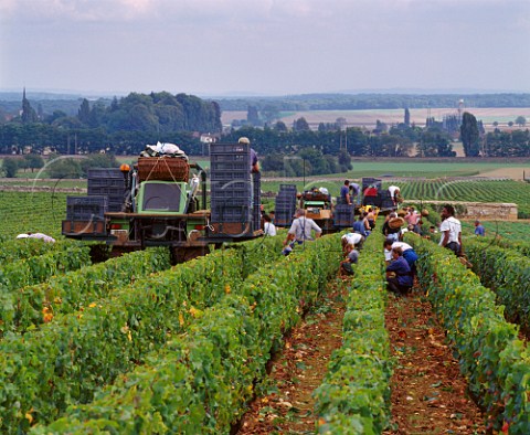 Harvesting Pinot Noir grapes in Les   GrandsEchzeaux vineyard of Domaine de la RomaneConti   FlageyEchzeaux Cte dOr France  Cte de Nuits Grand Cru